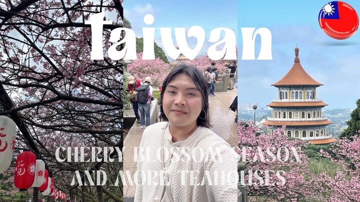taiwan 2024 (part 3) 🇹🇼 cherry blossoms in wuji tianyuan temple