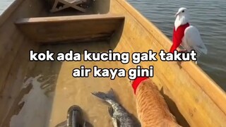 kucing gak takut air#zaintemanime #reaction #reactionvideo #lucu #videolucu #fyp #jowo #wongjowo #ku