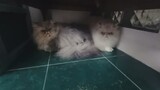 Dua Kucingku tidak mau keluar