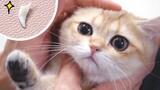 When a Kitten is Growing Permanent Teeth