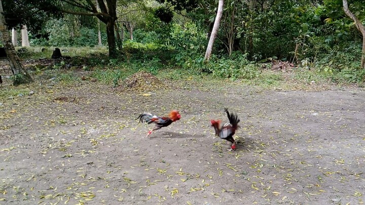 #sabong #sparring 2