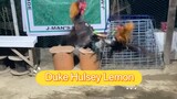 A Minute of J-Man’s Pride Duke Hulsey Lemon
