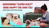 Grooming Bebe Happy the Shih Tzu | Dogs