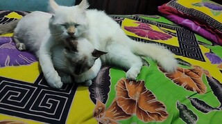 kucing gemoy & memey