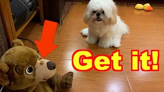 Shih Tzu Attempts To Get His Treats From The Bear's Nose (Cute Funny Dog Video)