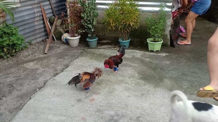 kakain lng Kaya walang Ka lakas²