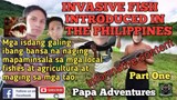 Isdang naging mapaminsala nang maipakilala sa mga katubigan Ng pilipinas. introduced freshwater fish