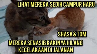 Masya Allah Dua Kucing Korban Kecelakaan Di Jalanan Shasa Dan Tom Akhirnya Bersahabat..!