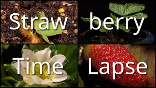Time Lapse of a Strawberry Plant from Plantlet to Fruit 4K