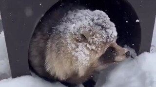 在地球宿舍欣赏雪景的小狸猫