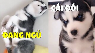 Vì sao NGÁO lại làm mất mặt LOÀI CHÓ | Pets TV