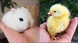 AWW SO CUTE! Cutest baby animals Videos Compilation Cute moment of the Animals - Cutest Animals #20