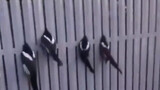 [Động vật]Những chú chim chích chòe bị mắc kẹt ở hàng rào