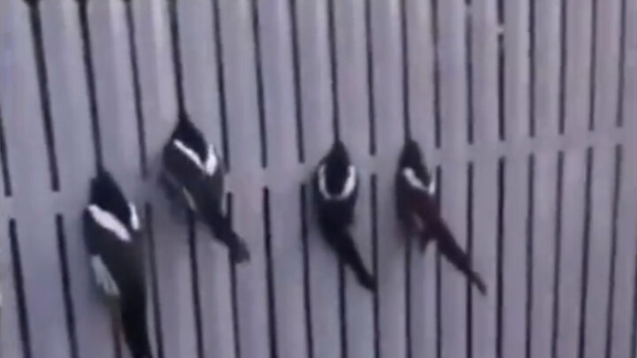 [Animals]Magpies trapped by a fence