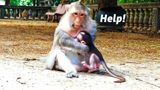 Sweet Mother Monkey Falls Tiny Baby Monkey Bean To The Ground When He Tries Pulling Her