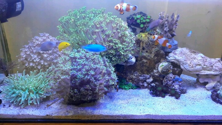 Membuat aquarium air laut dengan anggaran minimal tapi hasilnya..