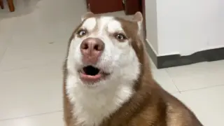 [Dog] This Husky dog is teaching humans how to howl like a wolf