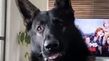 "Retired police dog: Something's wrong with you? I'm not tired of talking about this!!"