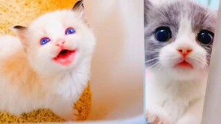 Best Kittens Videos - Am I So Cute Ep 6