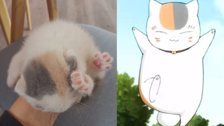 299得到了我的娘口三三!我终于有猫啦!