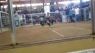 Hennie line vs Goliath