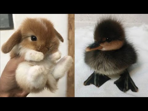 Cute baby animals Videos Compilation Cute moment of the animals ...