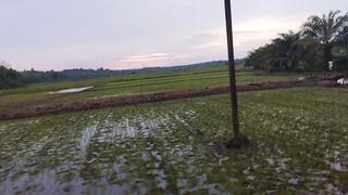 pemandangan sore hari di kampung