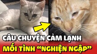 Cảm lạnh với MỐI TÌNH NGHIỆN NGẬP của 2 bé mèo Cơm và Ốc 😂 | Yêu Lu