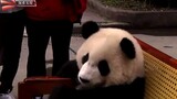 【纪录片】可爱熊猫跷二郎腿接见美国游客