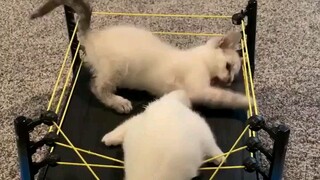 Cat Wrestling