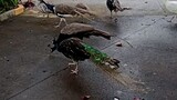 Peacock amazing birds!!