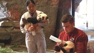 [Animals]Cute moments of a panda learning to crawl