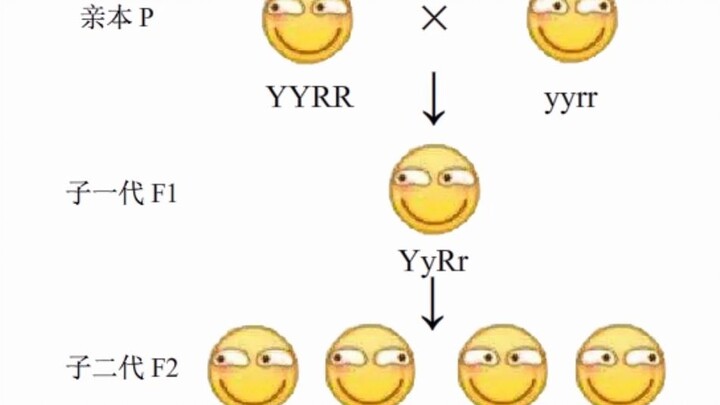 当用 滑稽 来做杂交实验