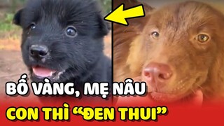 Sen NHỨC ĐẦU vì có đứa cháu KHÁC BIỆT với Bố Mẹ 😂 | Yêu Lu