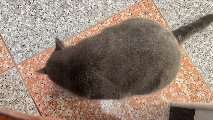 惊现大老鼠