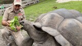Feeding a 104-year-old Galapagos tortoise weighing 500 pounds! 【Jay】