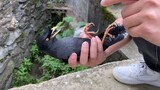 Burung Kerak Tau Kapan Harus Meminta "Tolong"