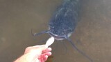 [Animals] Feeding Wild Catfish And Turtles