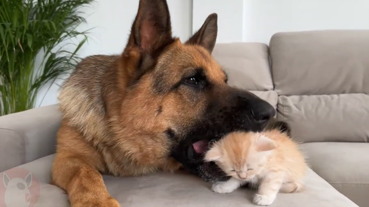 Reaksi Lucu Gembala Jerman terhadap Anak Kucing