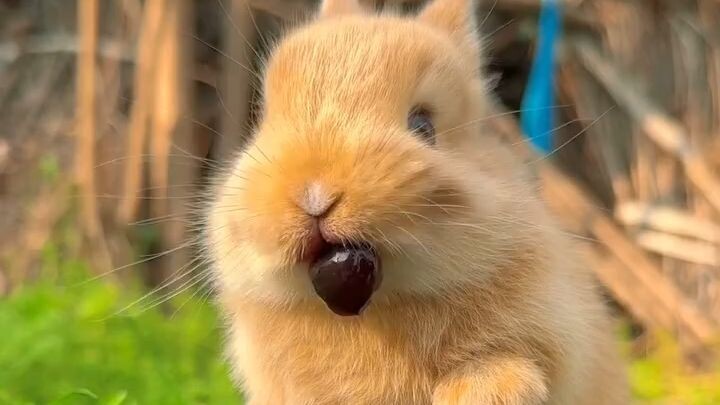 Bunny taste grapes