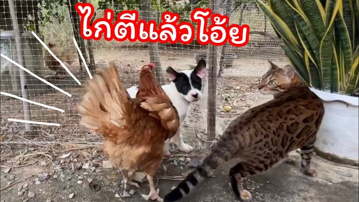 โอ้ยยโดนไก่ตีแล้ว