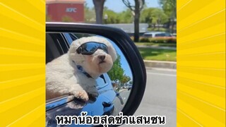 สัตว์เลี้ยงพื่อนขนปุย : หมาน้อยสุดซ่าแสนซน