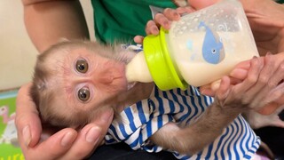 Adorable Tiny Baby Liheang Open Big Eyes Drink So Much Milk