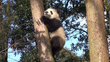[Hewan]Bagaimana cara panda turun dari pohon