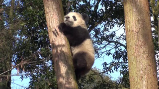 [Động vật]Gấu trúc leo xuống cây như thế nào