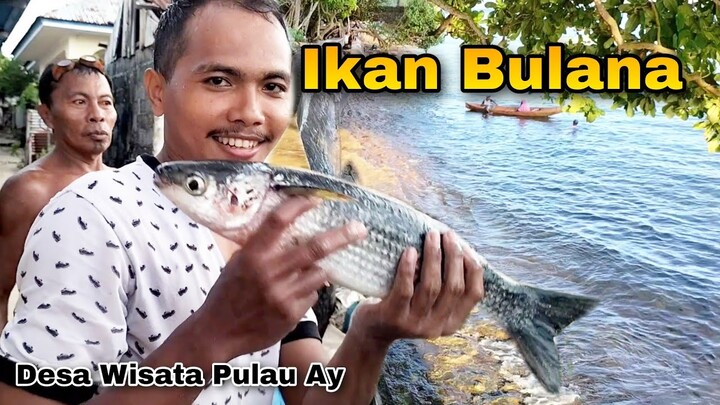 Ikan Bulana atau Bandeng Laut || Desa Wisata Pulau Ay, Banda Naira