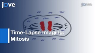 Time-Lapse Imaging Of Mitosis After siRNA Transfection l Protocol Preview