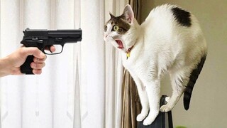 Funniest Animals 😄 New Funny Cats and Dogs Videos 😹🐶