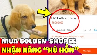 Đặt mua chó Golden Retriever trên Shopee, cô gái 'HÚ HỒN' khi nhận hàng vì nó lạ lắm 😂 Gâu Đần