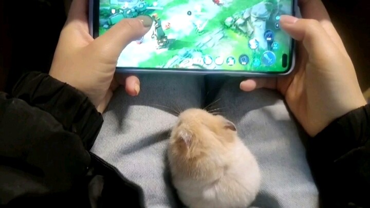 [Hewan]Hamster menemaniku ketika bermain game